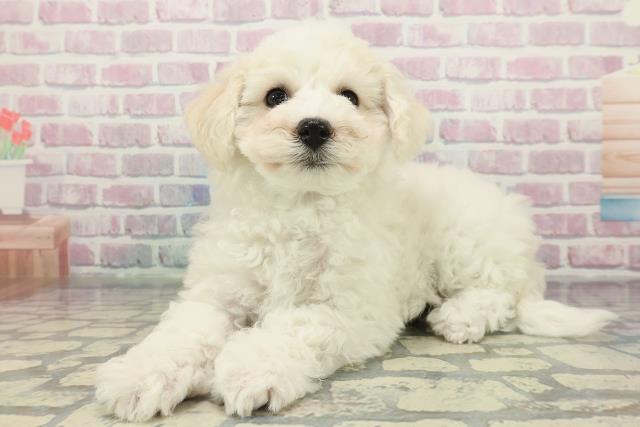 埼玉県のビションフリーゼ (Coo&RIKUアニマルケアセンター大宮/2025年12月18日生まれ/女の子/ホワイト)の子犬の2枚目の画像