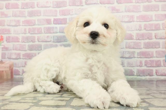 埼玉県のビションフリーゼ (Coo&RIKUアニマルケアセンター大宮/2025年12月18日生まれ/女の子/ホワイト)の子犬の3枚目の画像