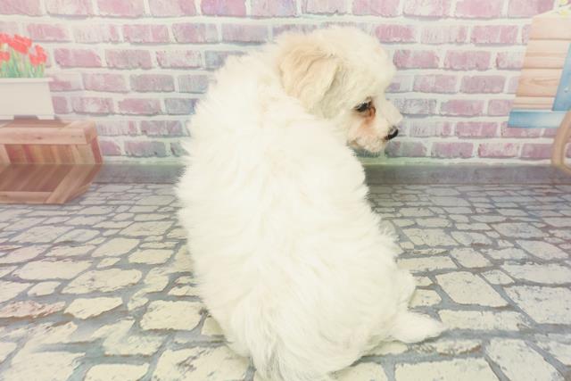 埼玉県のビションフリーゼ (Coo&RIKUアニマルケアセンター大宮/2025年12月18日生まれ/女の子/ホワイト)の子犬の4枚目の画像