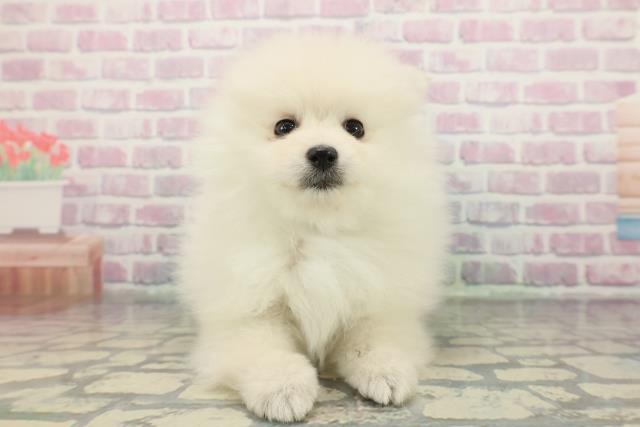 埼玉県のポメラニアン (Coo&RIKUアニマルケアセンター大宮/2025年12月19日生まれ/男の子/クリーム)の子犬の1枚目の画像