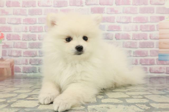 埼玉県のポメラニアン (Coo&RIKUアニマルケアセンター大宮/2025年12月19日生まれ/男の子/クリーム)の子犬の2枚目の画像