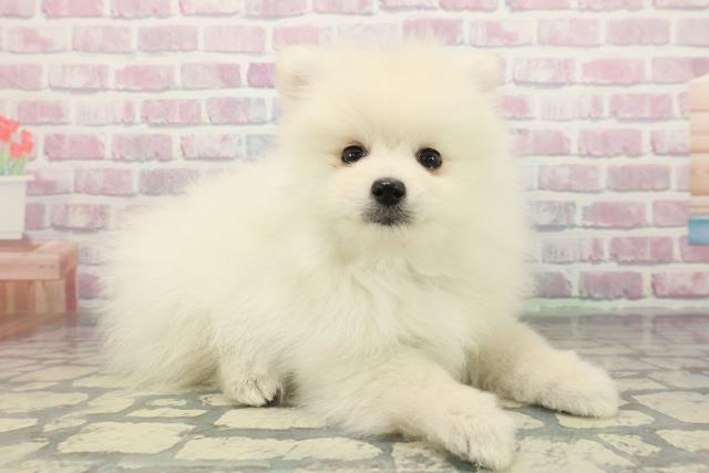 埼玉県のポメラニアン (Coo&RIKUアニマルケアセンター大宮/2025年12月19日生まれ/男の子/クリーム)の子犬の3枚目の画像