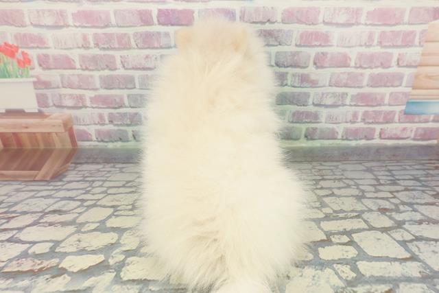 埼玉県のポメラニアン (Coo&RIKUアニマルケアセンター大宮/2025年12月19日生まれ/男の子/クリーム)の子犬の4枚目の画像