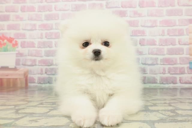 千葉県のポメラニアン (Coo&RIKUアクロスモール新鎌ケ谷店/2025年12月19日生まれ/女の子/クリーム)の子犬の1枚目の画像