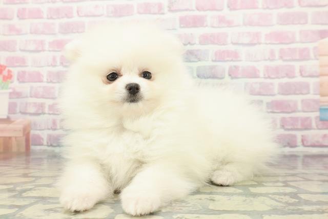 千葉県のポメラニアン (Coo&RIKUアクロスモール新鎌ケ谷店/2025年12月19日生まれ/女の子/クリーム)の子犬の2枚目の画像