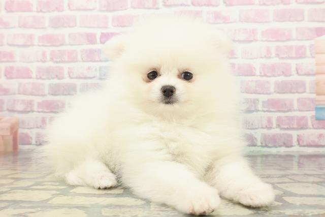 千葉県のポメラニアン (Coo&RIKUアクロスモール新鎌ケ谷店/2025年12月19日生まれ/女の子/クリーム)の子犬の3枚目の画像