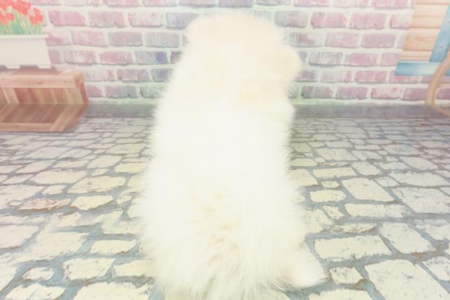 千葉県のポメラニアン (Coo&RIKUアクロスモール新鎌ケ谷店/2025年12月19日生まれ/女の子/クリーム)の子犬の4枚目の画像