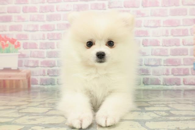栃木県のポメラニアン (Coo&RIKUFKDインターパーク店/2025年12月19日生まれ/女の子/クリーム)の子犬の1枚目の画像