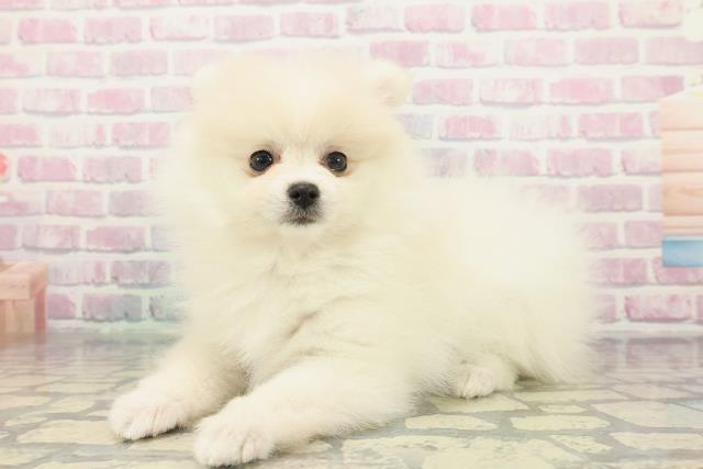 栃木県のポメラニアン (Coo&RIKUFKDインターパーク店/2025年12月19日生まれ/女の子/クリーム)の子犬の2枚目の画像