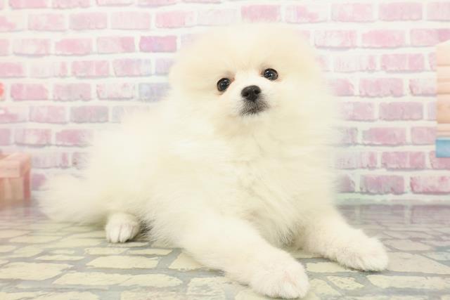 栃木県のポメラニアン (Coo&RIKUFKDインターパーク店/2025年12月19日生まれ/女の子/クリーム)の子犬の3枚目の画像