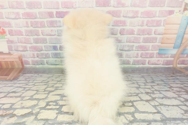 栃木県のポメラニアン (Coo&RIKUFKDインターパーク店/2025年12月19日生まれ/女の子/クリーム)の子犬の4枚目の画像