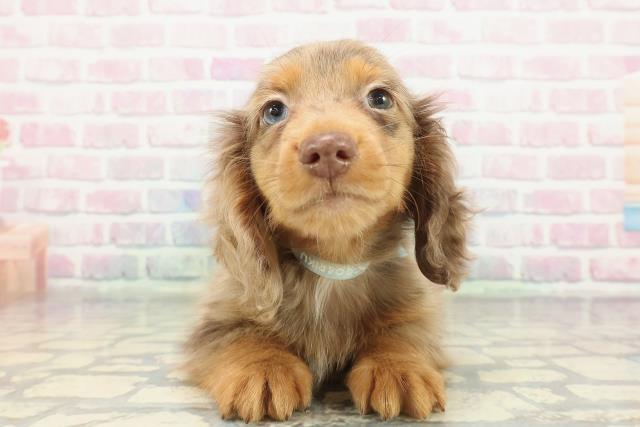 東京都のミニチュアダックスフンド(ロング) (Coo&RIKU足立本店/2025年12月19日生まれ/男の子/チョコレートダップル)の子犬の1枚目の画像