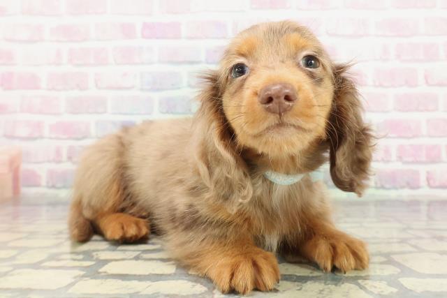 東京都のミニチュアダックスフンド(ロング) (Coo&RIKU足立本店/2025年12月19日生まれ/男の子/チョコレートダップル)の子犬の3枚目の画像