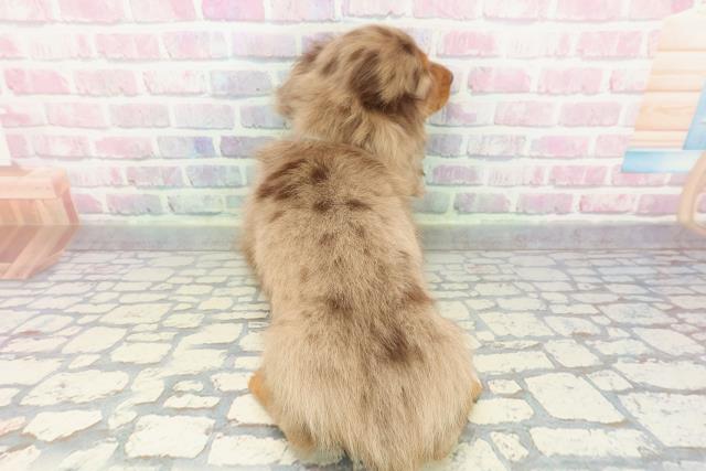 東京都のミニチュアダックスフンド(ロング) (Coo&RIKU足立本店/2025年12月19日生まれ/男の子/チョコレートダップル)の子犬の4枚目の画像