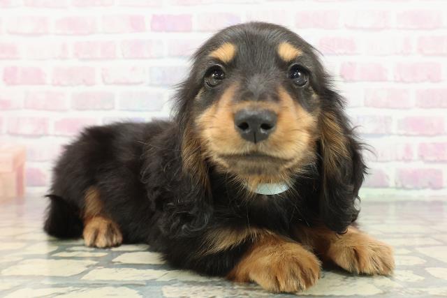 東京都のミニチュアダックスフンド(ロング) (Coo&RIKU江戸川店/2025年12月20日生まれ/男の子/ブラックタン)の子犬の3枚目の画像