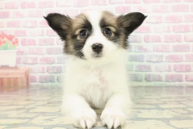 埼玉県のパピヨン (Coo&RIKU所沢店/2025年12月23日生まれ/男の子/ホワイトブラウン)の子犬の1枚目の画像