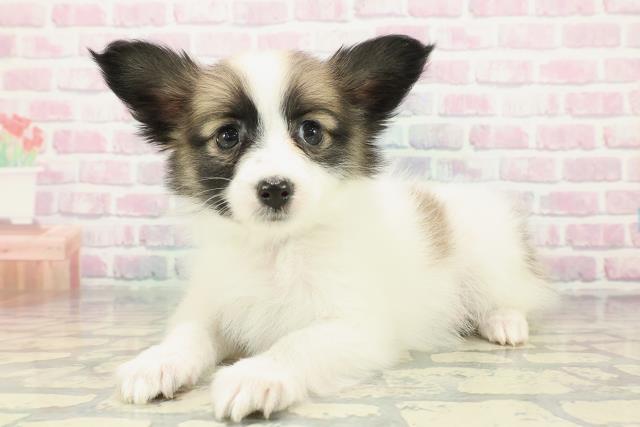 埼玉県のパピヨン (Coo&RIKU所沢店/2025年12月23日生まれ/男の子/ホワイトブラウン)の子犬の2枚目の画像