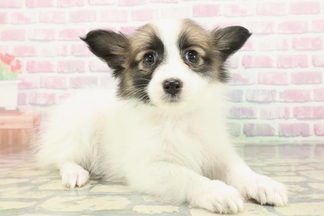 埼玉県のパピヨン (Coo&RIKU所沢店/2025年12月23日生まれ/男の子/ホワイトブラウン)の子犬の3枚目の画像