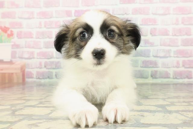 東京都のパピヨン (Coo&RIKU東久留米店/2025年12月23日生まれ/男の子/ホワイトブラウン)の子犬の1枚目の画像