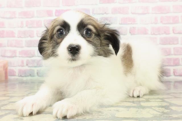 東京都のパピヨン (Coo&RIKU東久留米店/2025年12月23日生まれ/男の子/ホワイトブラウン)の子犬の2枚目の画像