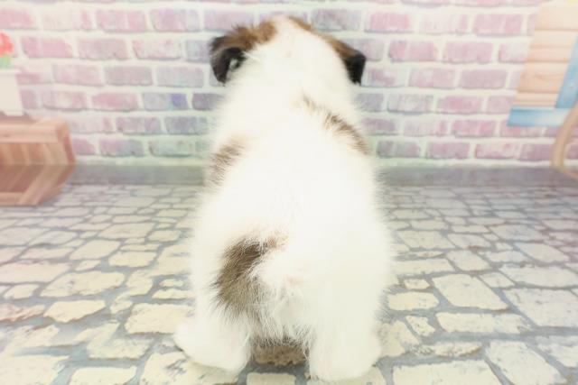 東京都のパピヨン (Coo&RIKU東久留米店/2025年12月23日生まれ/男の子/ホワイトブラウン)の子犬の4枚目の画像