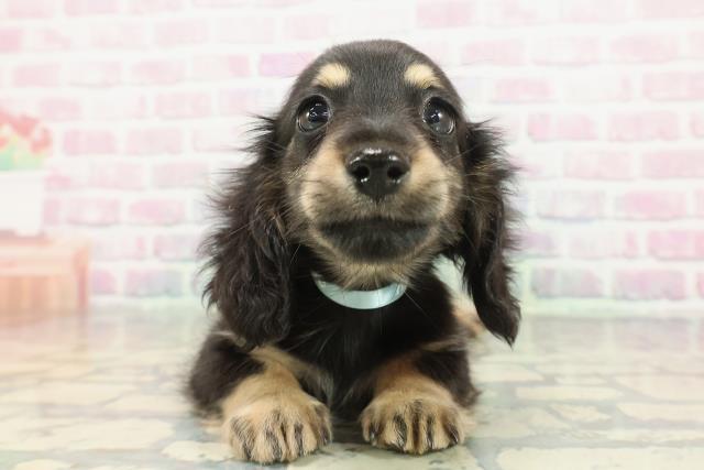 神奈川県のミニチュアダックスフンド(ロング) (Coo&RIKU横須賀店/2025年12月11日生まれ/男の子/ブラックイエロー)の子犬の1枚目の画像