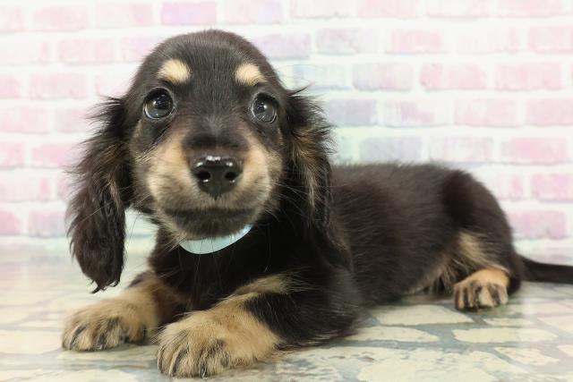 神奈川県のミニチュアダックスフンド(ロング) (Coo&RIKU横須賀店/2025年12月11日生まれ/男の子/ブラックイエロー)の子犬の2枚目の画像