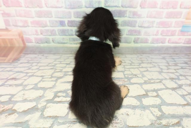 神奈川県のミニチュアダックスフンド(ロング) (Coo&RIKU横須賀店/2025年12月11日生まれ/男の子/ブラックイエロー)の子犬の4枚目の画像