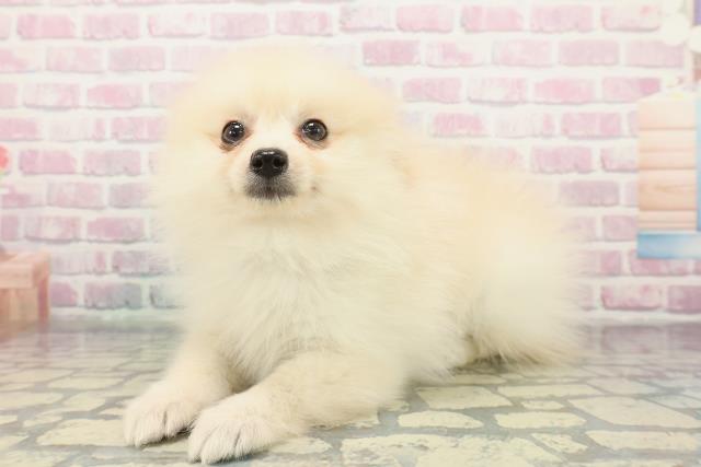 東京都のポメラニアン (Coo&RIKU東久留米店/2025年12月13日生まれ/男の子/クリーム)の子犬の2枚目の画像