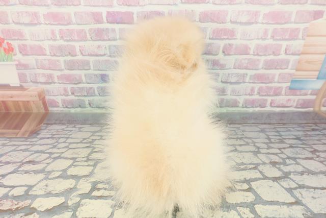 東京都のポメラニアン (Coo&RIKU東久留米店/2025年12月13日生まれ/男の子/クリーム)の子犬の4枚目の画像