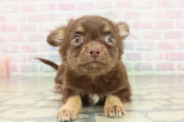 チワワ(ロングコート)