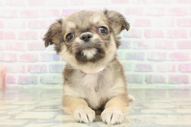 神奈川県のチワワ(ロング) (Coo&RIKUパウ川崎店/2025年12月23日生まれ/女の子/フォーン)の子犬の1枚目の画像