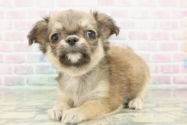 神奈川県のチワワ(ロング) (Coo&RIKUパウ川崎店/2025年12月23日生まれ/女の子/フォーン)の子犬の2枚目の画像