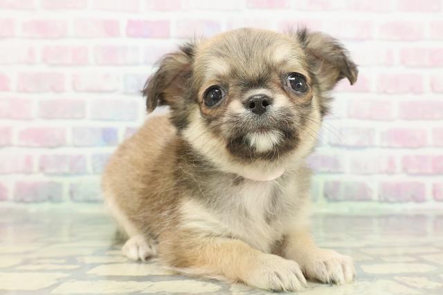 神奈川県のチワワ(ロング) (Coo&RIKUパウ川崎店/2025年12月23日生まれ/女の子/フォーン)の子犬の3枚目の画像