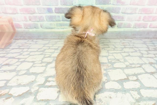 神奈川県のチワワ(ロング) (Coo&RIKUパウ川崎店/2025年12月23日生まれ/女の子/フォーン)の子犬の4枚目の画像