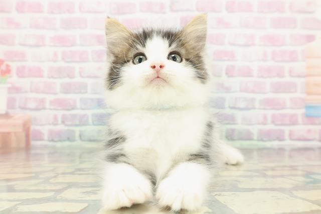 東京都のノルウェージャンフォレストキャット (Coo&RIKU新小岩店/2025年12月22日生まれ/男の子/ブラウンタビーホワイト)の子猫の1枚目の画像