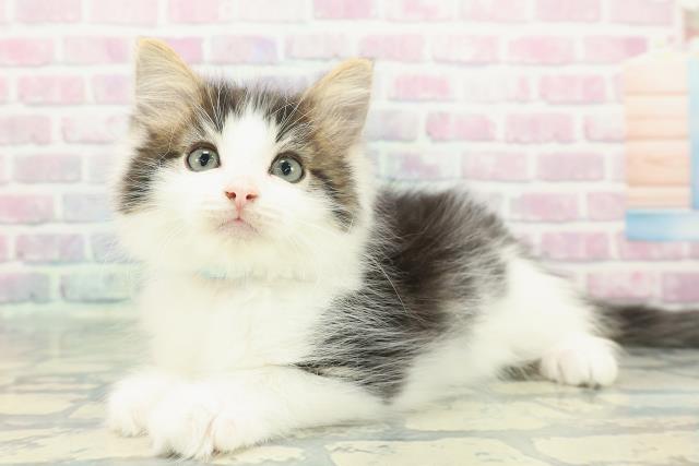 東京都のノルウェージャンフォレストキャット (Coo&RIKU新小岩店/2025年12月22日生まれ/男の子/ブラウンタビーホワイト)の子猫の2枚目の画像