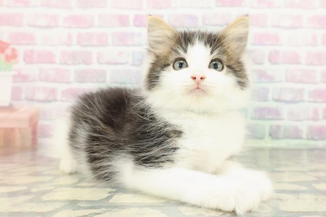 東京都のノルウェージャンフォレストキャット (Coo&RIKU新小岩店/2025年12月22日生まれ/男の子/ブラウンタビーホワイト)の子猫の3枚目の画像