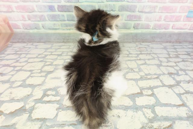 東京都のノルウェージャンフォレストキャット (Coo&RIKU新小岩店/2025年12月22日生まれ/男の子/ブラウンタビーホワイト)の子猫の4枚目の画像