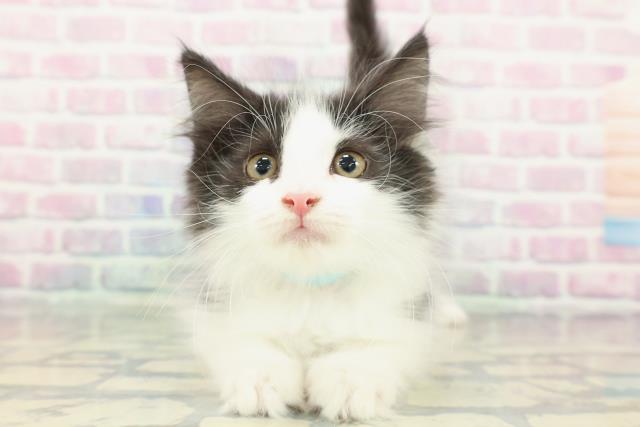 東京都のノルウェージャンフォレストキャット (Coo&RIKU赤坂店/2025年12月22日生まれ/男の子/ブラックホワイト)の子猫の1枚目の画像
