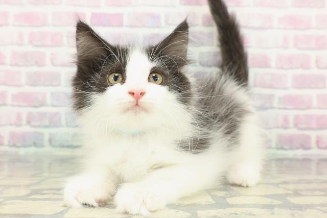 東京都のノルウェージャンフォレストキャット (Coo&RIKU赤坂店/2025年12月22日生まれ/男の子/ブラックホワイト)の子猫の2枚目の画像