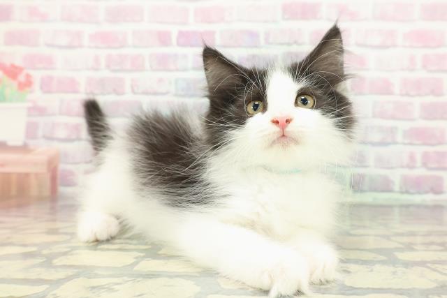 東京都のノルウェージャンフォレストキャット (Coo&RIKU赤坂店/2025年12月22日生まれ/男の子/ブラックホワイト)の子猫の3枚目の画像