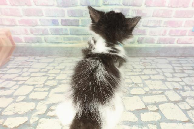 東京都のノルウェージャンフォレストキャット (Coo&RIKU赤坂店/2025年12月22日生まれ/男の子/ブラックホワイト)の子猫の4枚目の画像