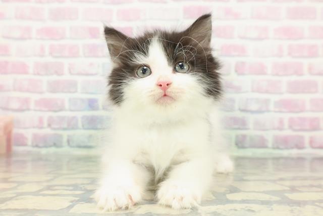 東京都のノルウェージャンフォレストキャット (Coo&RIKU阿佐ヶ谷店/2025年12月22日生まれ/男の子/ブラックホワイト)の子猫の1枚目の画像