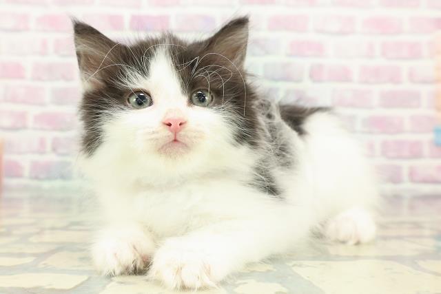 東京都のノルウェージャンフォレストキャット (Coo&RIKU阿佐ヶ谷店/2025年12月22日生まれ/男の子/ブラックホワイト)の子猫の2枚目の画像