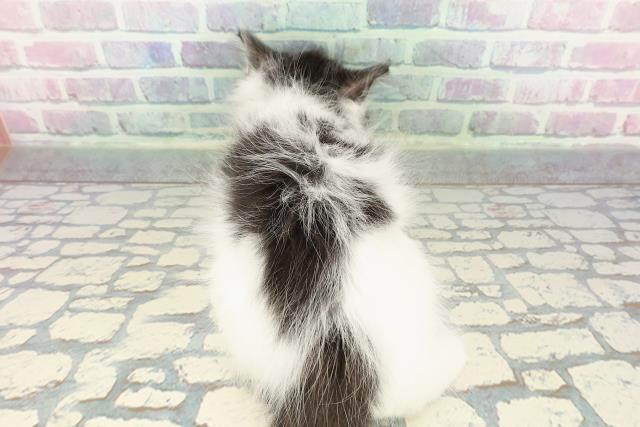 東京都のノルウェージャンフォレストキャット (Coo&RIKU阿佐ヶ谷店/2025年12月22日生まれ/男の子/ブラックホワイト)の子猫の4枚目の画像