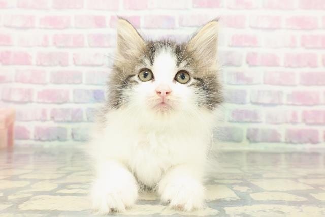 ノルウェージャン・フォレストキャット