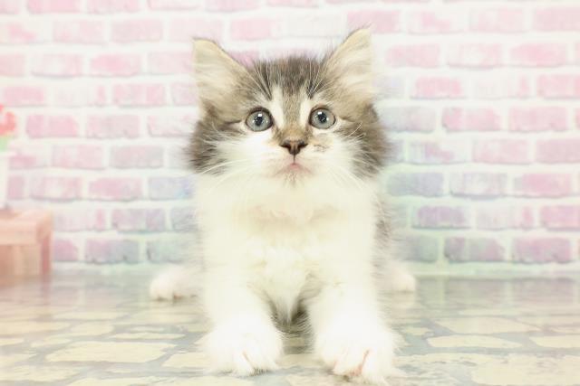 ノルウェージャン・フォレストキャット