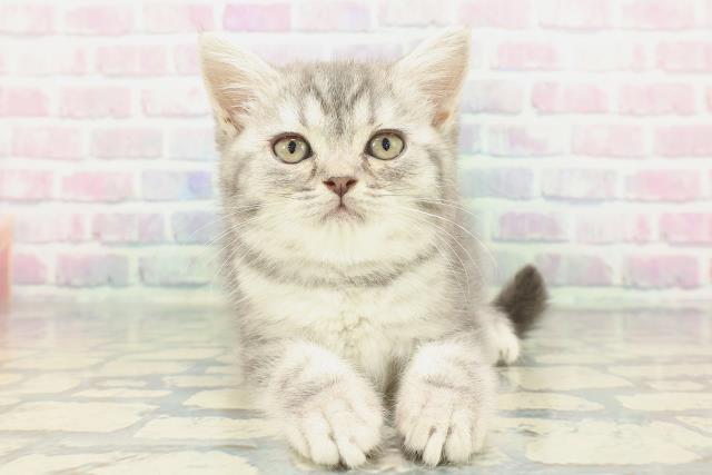 東京都のミヌエット (Coo&RIKU八王子西店/2025年12月19日生まれ/男の子/ブルータビー)の子猫の1枚目の画像