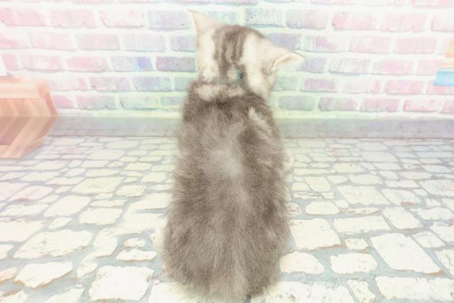 東京都のミヌエット (Coo&RIKU八王子西店/2025年12月19日生まれ/男の子/ブルータビー)の子猫の4枚目の画像